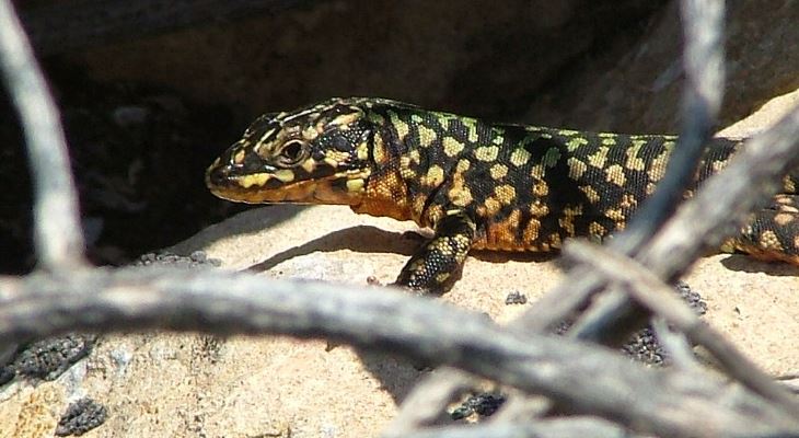 Podarcis filfolensis ssp. Generalensis by Arnold Sciberras