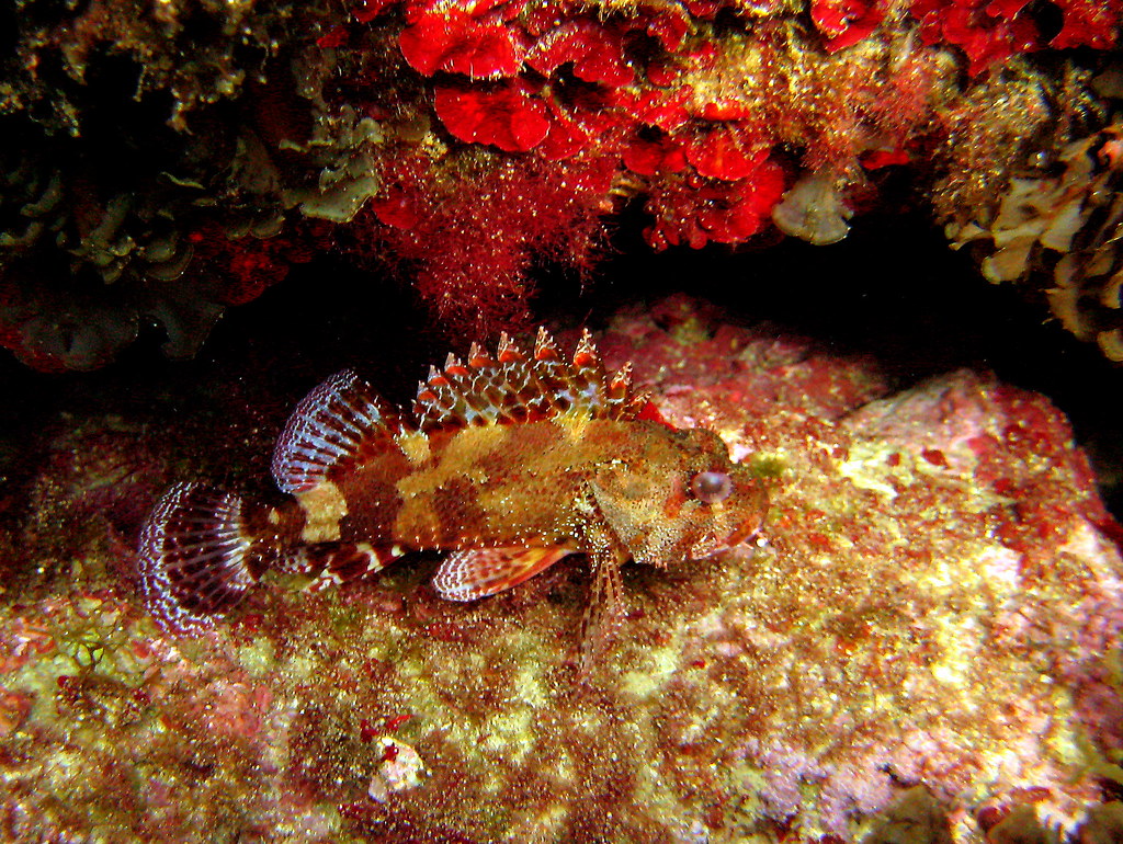 Scorpionfish