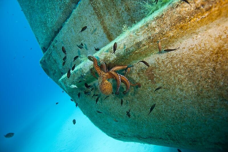 Diving Malta