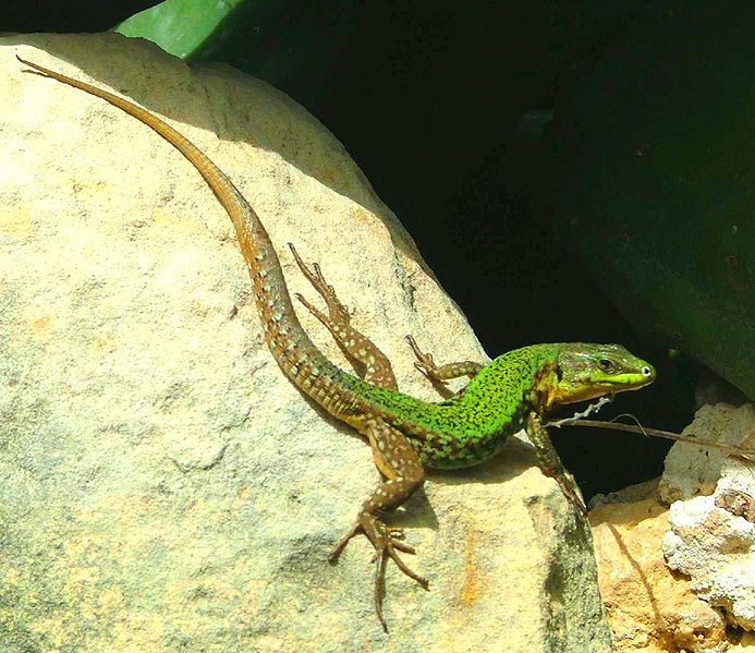 File:Gozitan wall lizard.JPG