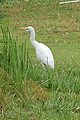 Bubulcus ibis