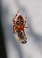 Araneus diadematus 0024.JPG