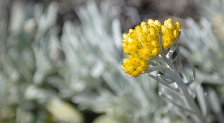 maltese-everlasting Joseph Caruana Dwejra.weebly.com copyright