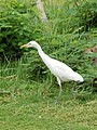 Bubulcus ibis 0240.JPG