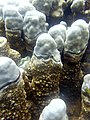 Porites e Montipora 683.JPG