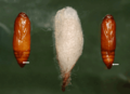 Female pupa, cocoon and male pupa