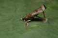 Adult female moth in the process of laying an egg stick