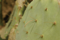 Egg sticks on the spines of Opuntia stricta