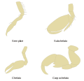 Gnathopods it.svg