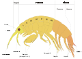 Scheme amphipod anatomy-it.svg